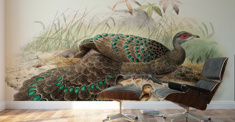 Polyplectron Germaini. 1872 Wall Murals