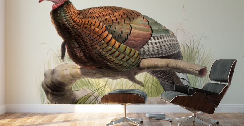 Meleagris Mexicana 1872 Wall Murals