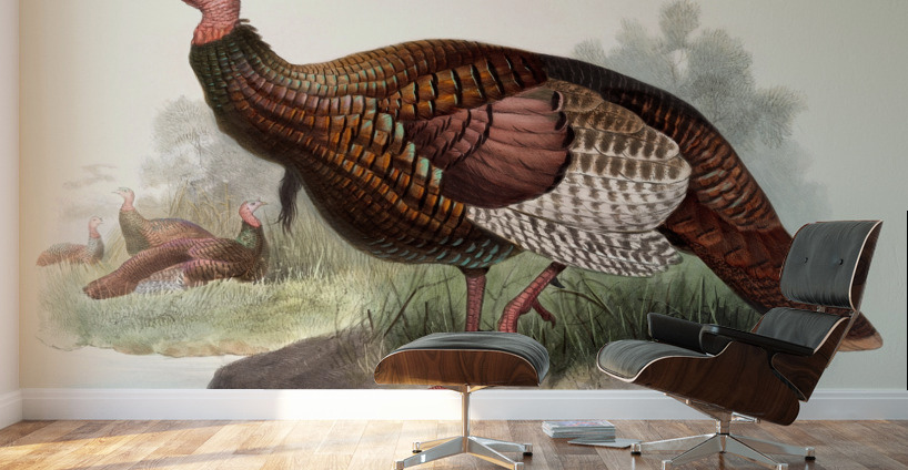 Meleagris gallopavo. 1872 Wall Murals