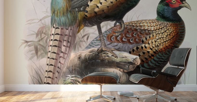 Phasianus Deccollatus 1872 Wall Murals