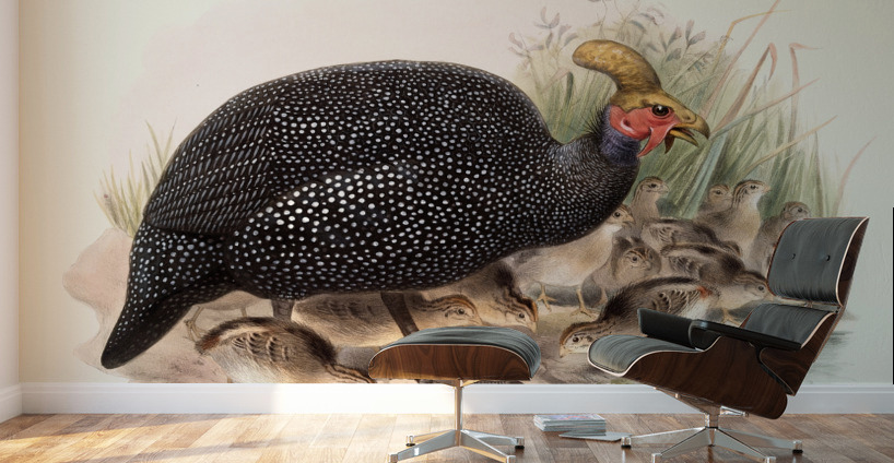 Numida coronata. 1872 Wall Murals