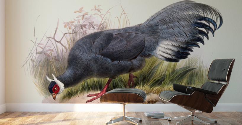 Crossoptilon auritum. 1872 Wall Murals