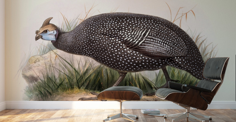 Numida ptilorhyncha. 1872 Wall Murals