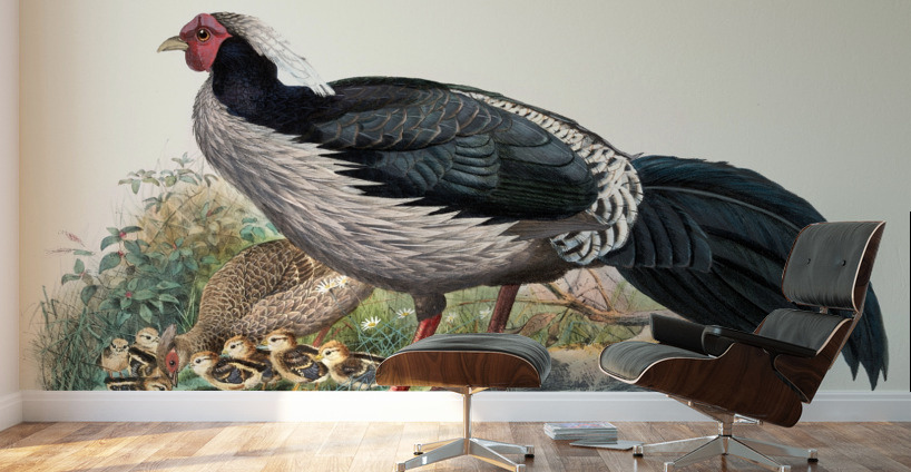 Euplocomus albo-cristatus. 1872 Wall Murals