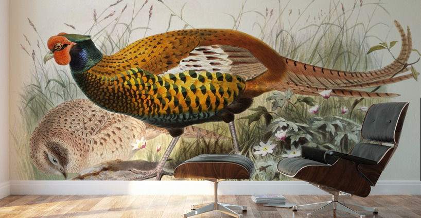 Phasianus insignis. 1872 Wall Murals