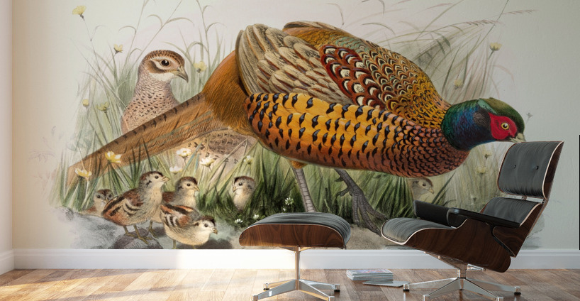 Phasianus colchicus. 1872 Wall Murals