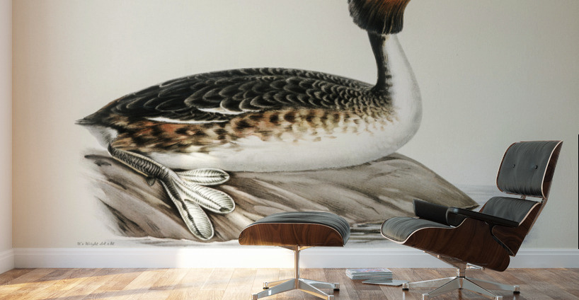Podiceps cristatus Wall Murals