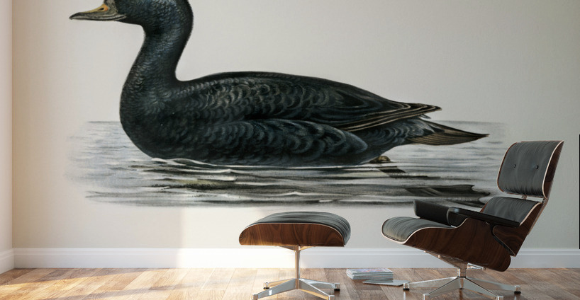 Somateria mollissima Wall Murals