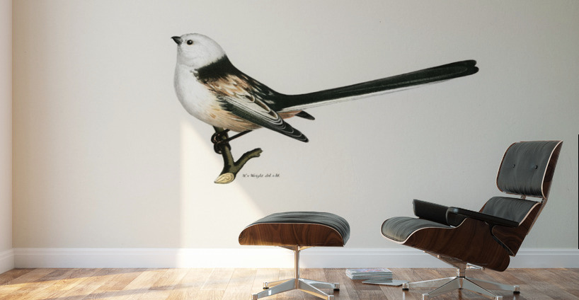 Aegithalus caudatus Long-tailed tit Wall Murals