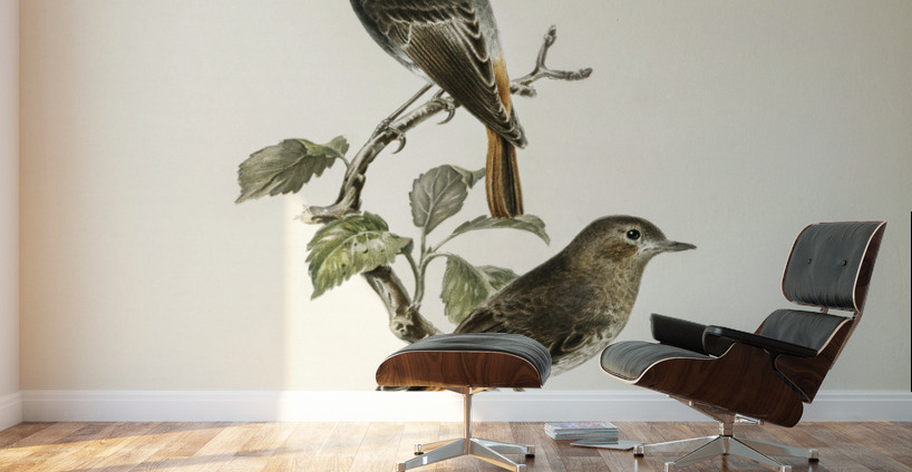 Aegithalus caudatus Long-tailed tit Wall Murals