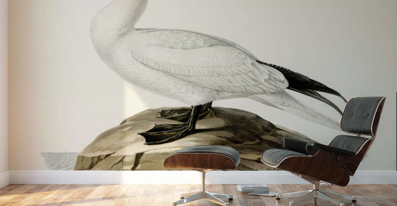 Sula bassana Wall Murals