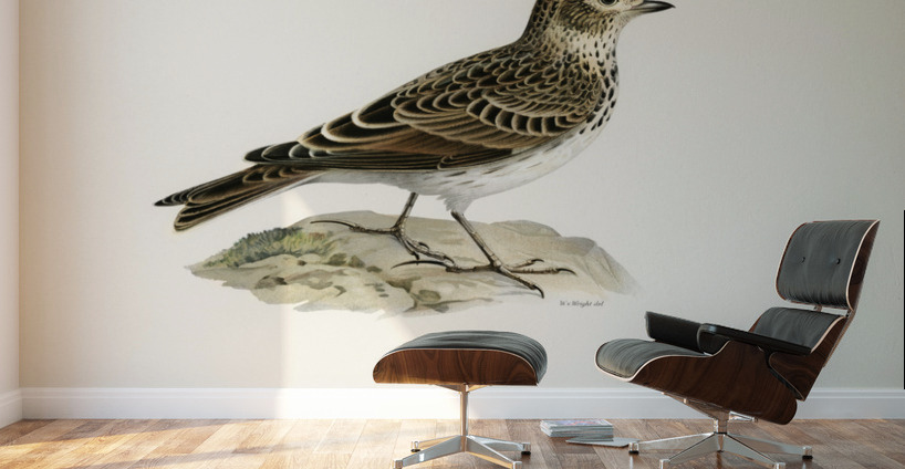 Eurasian skylark Alauda arvensis Wall Murals
