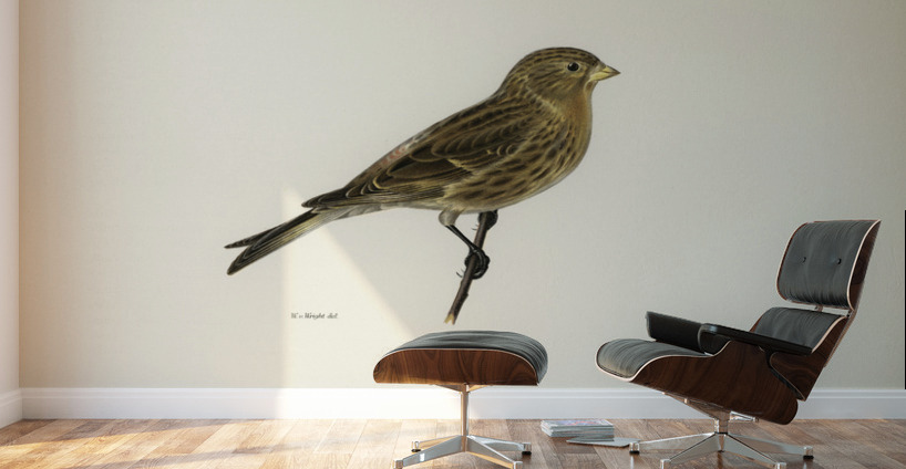 Twite Acanthis flavirostris Wall Murals