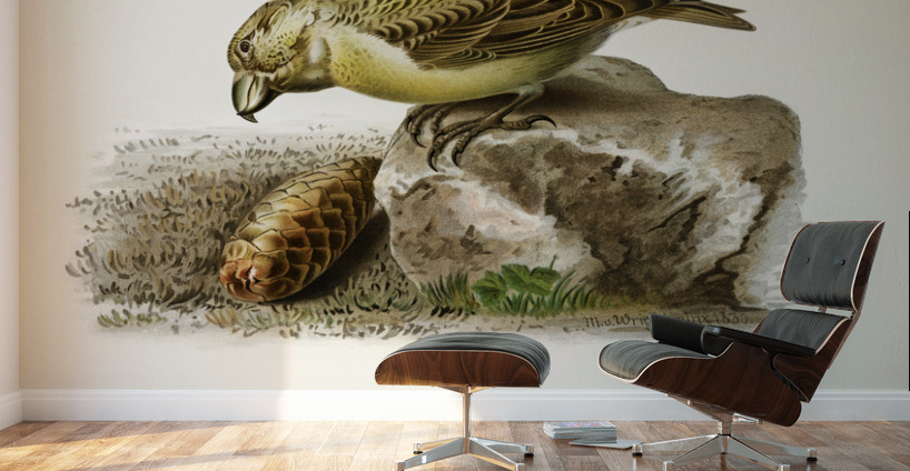 Parrot crossbill Loxia pytyopsittacus Wall Murals