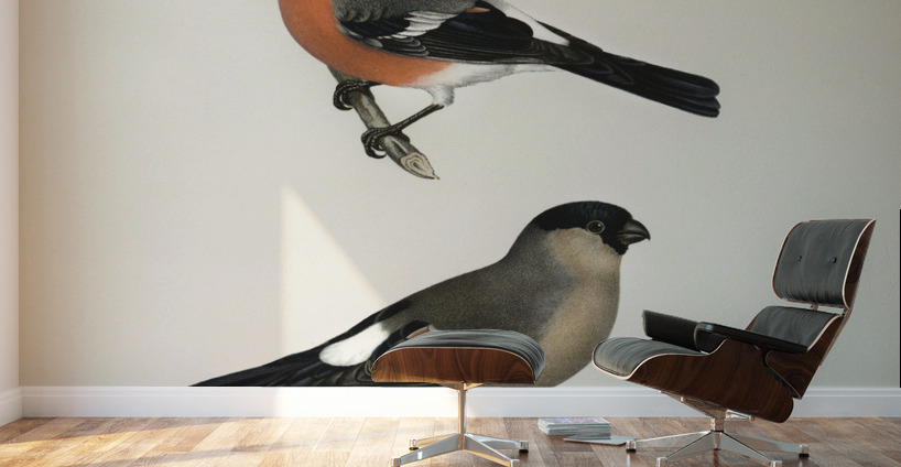 Pyrrhula Pyrrhula Wall Murals