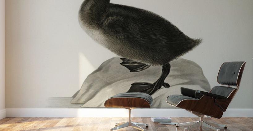 Somateria mollissima Wall Murals