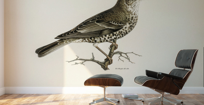 Somateria mollissima Wall Murals