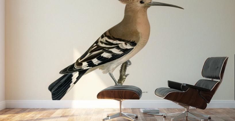 Upupa epops Wall Murals