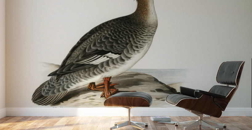 Mergus serrator Wall Murals