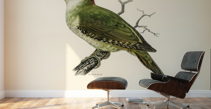 Picus viridis ♂ Wall Murals