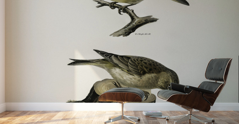 Chloris Chloris Wall Murals