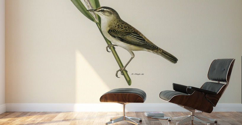 Sedge warbler Acrocephalus schoenobaenus Wall Murals
