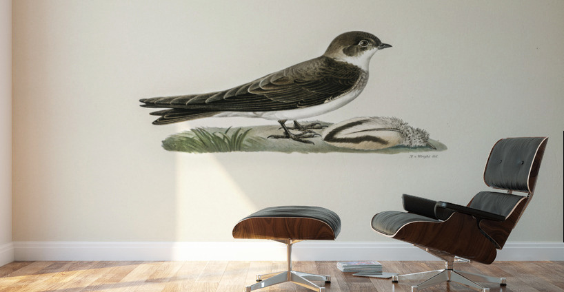 Riparia riparia Wall Murals