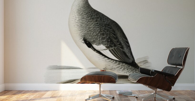 Mergus merganser Wall Murals