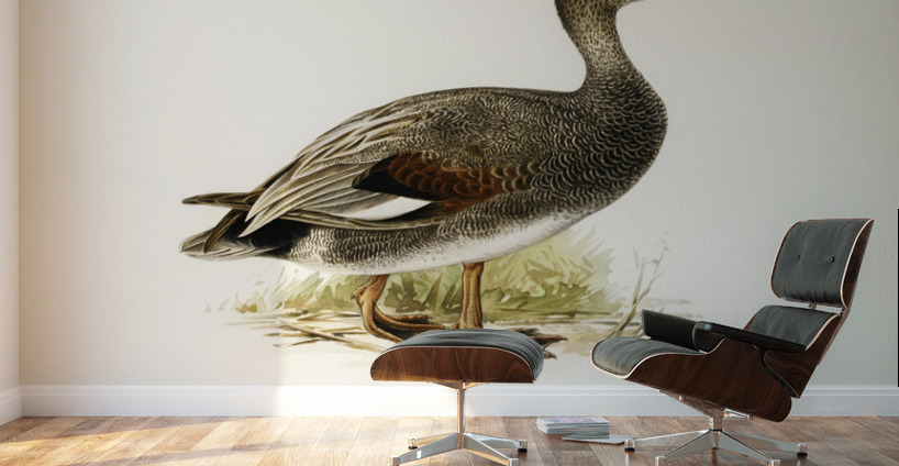 Gadwall Anas Chauelasmus Strepera Wall Murals