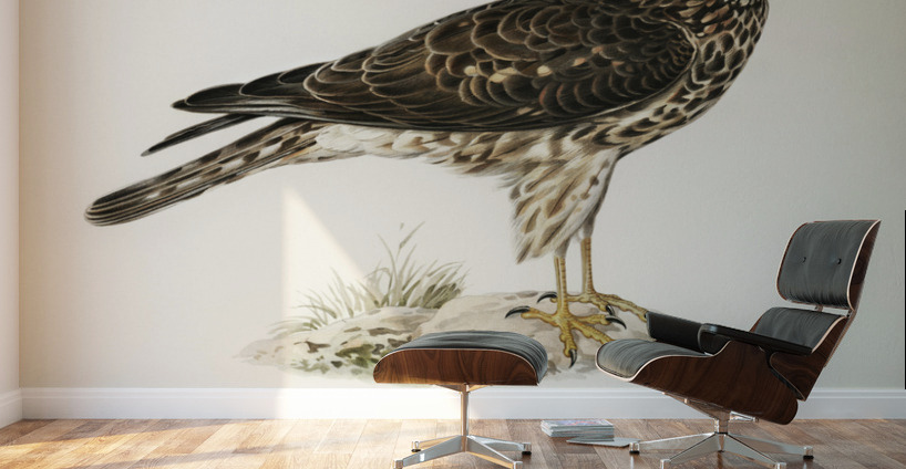 Hen Harrier female Circus cyaneus Wall Murals