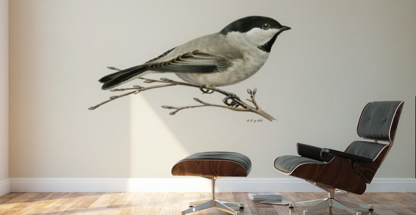 Black-capped chickadee Parus atricapillus Wall Murals
