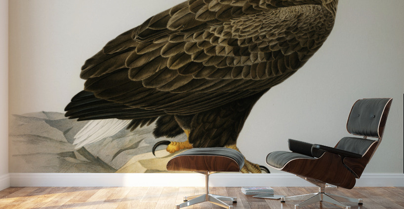 White-tailed eagle Wall Murals