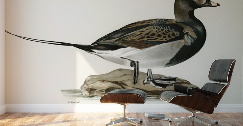 Long-tailed Duck male Harelda hyemalis Wall Murals