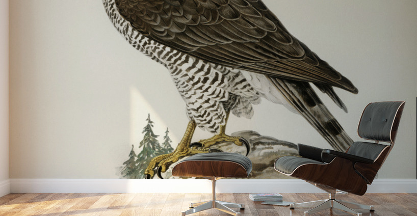 Goshawk female Accipiter gentilis Wall Murals