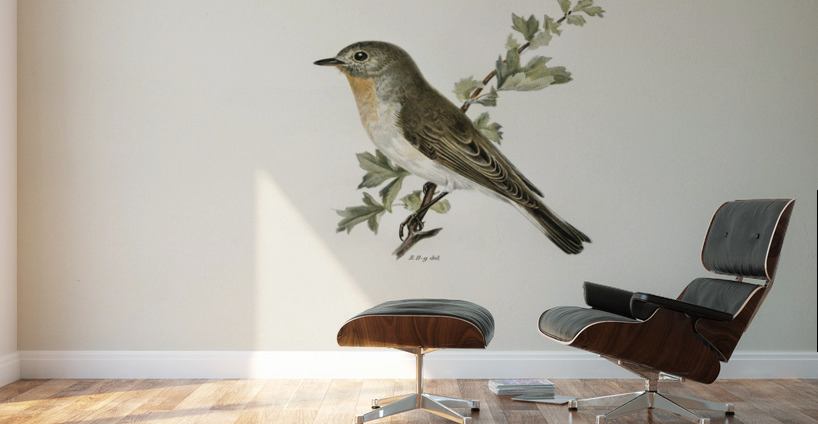 Red-breasted flycatcher ♂ Ficedula parva Wall Murals