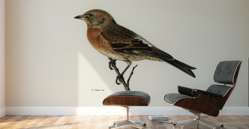 Brambling Fringilla montifringilla Wall Murals