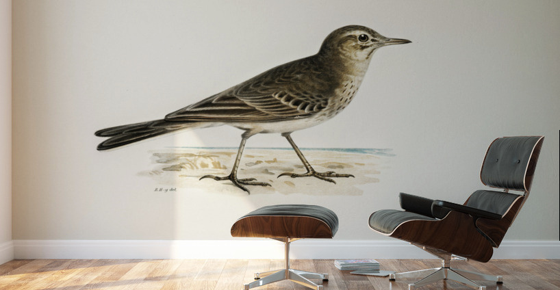 Tawny pipit Anthus campestris Wall Murals
