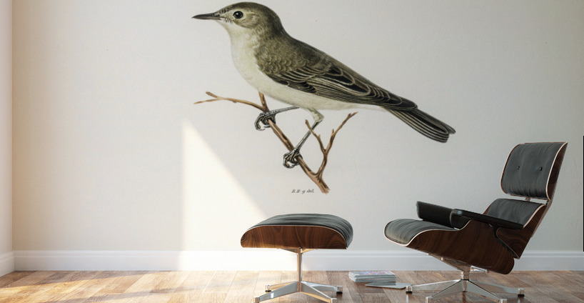 Tree warbler Hypolais hipolais Wall Murals