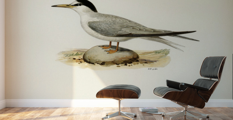Little tern Sterna albifrons Wall Murals