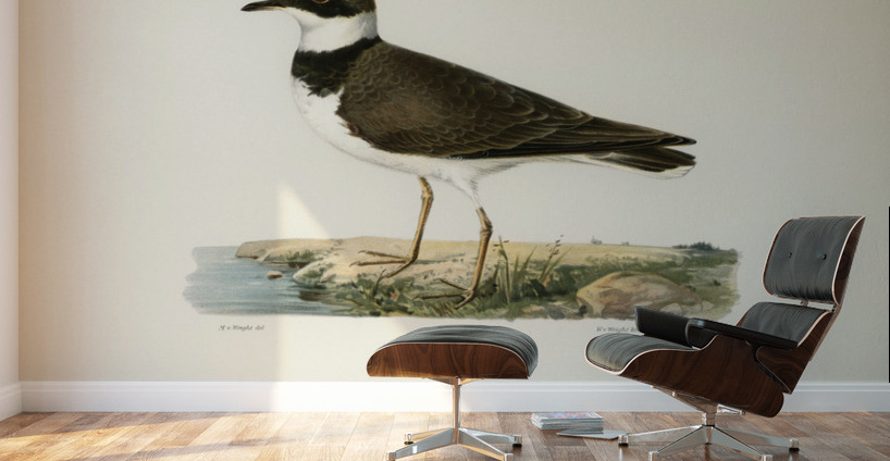 Little Ringed Plover Charadrius dubius Wall Murals