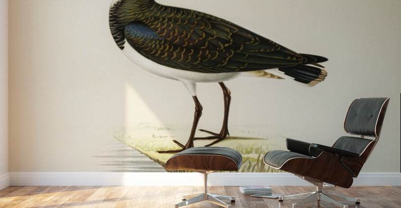 Nortnern lapwing vanellus vanellus Wall Murals