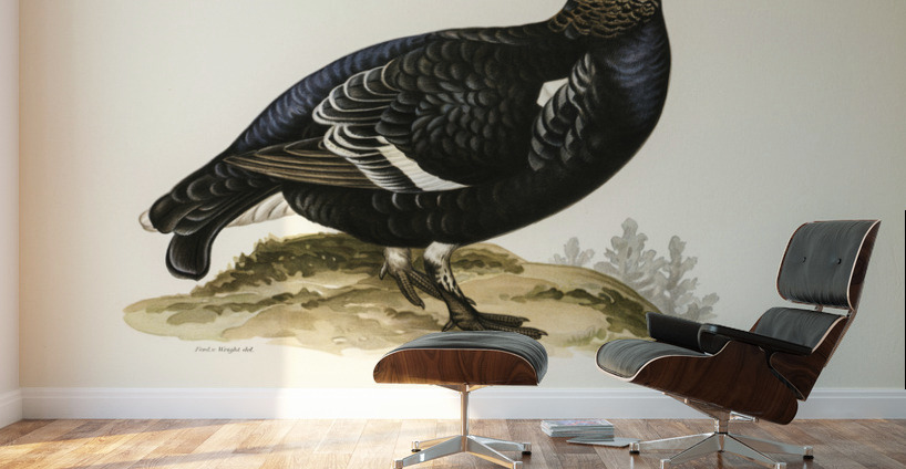 Black grouse Lyrurus Tetrix Wall Murals