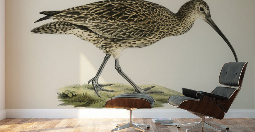 Eurasian curlew numenius arquatusf Wall Murals