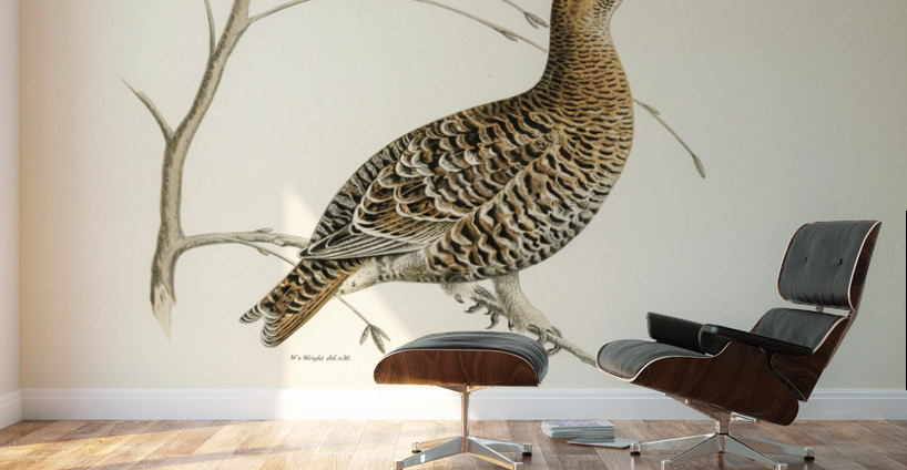 Black grouse Lyrurus tetrix Wall Murals