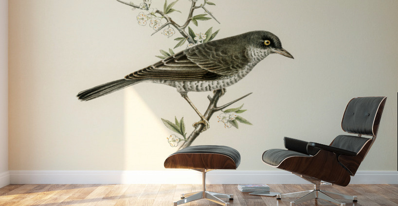 Barred warbler ♂ Sylvia nisoria Wall Murals