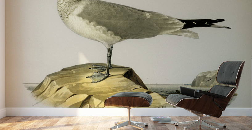 Common gull Larus canus Wall Murals