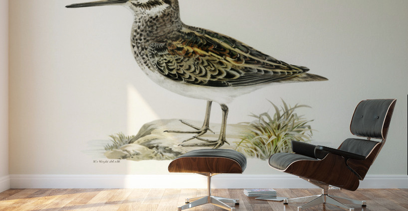 Jack snipe Lymnocryptes minimus Wall Murals