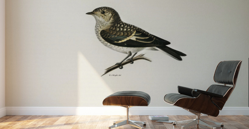 Pied Flycatcher Muscicapa atricapilla Wall Murals