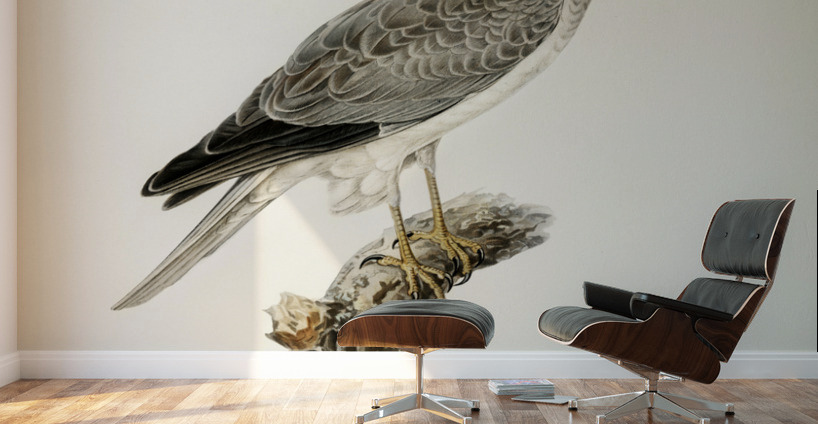 Hen Harrier male Circus cyaneus Wall Murals