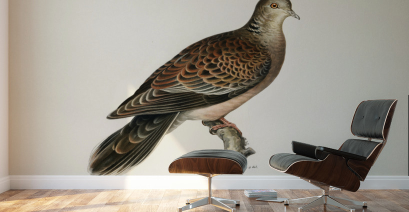 Oriental turtle dove ♀ Streptopelia orientalis Wall Murals